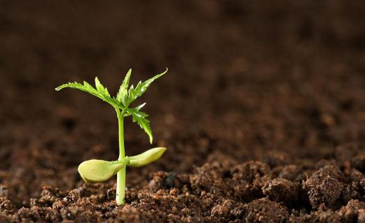 土壤肥料的選擇方法土壤肥料自製方法