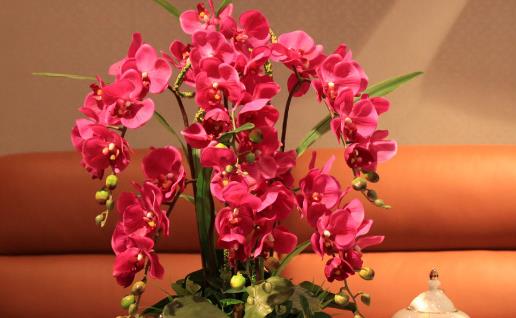 植物栽種之前給土壤進行消毒家庭養花土壤消毒的方法