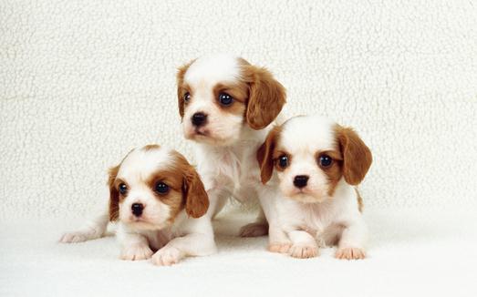 主人要經常撫摸狗狗的原因撫摸狗狗有什麼好處