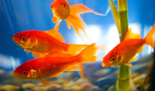 養金魚保持水質的方法