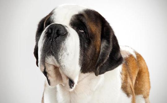 聖伯納犬如何訓練？聖伯納犬怎麼養？