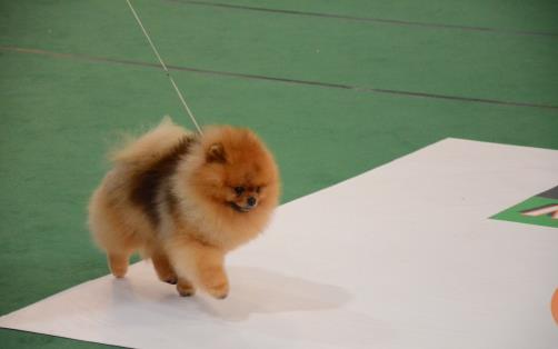 不同的狗狗品種，匹配不同的鏟屎官，性格相同才最合適