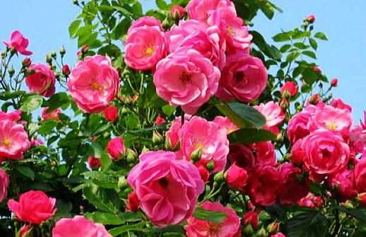 拉孜流浪者的棲息地