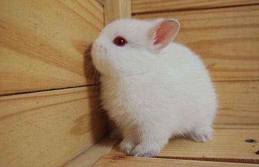 波蘭兔怎麼養？波蘭兔的簡介