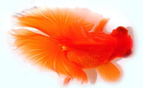 蝶尾金魚如何繁殖?蝶尾金魚怎麼養?