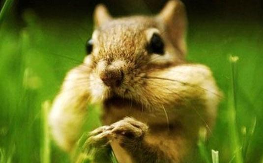 栗鼠如何生長繁殖？栗鼠怎麼養？