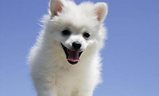 怎麼選擇適合自己的小狗？