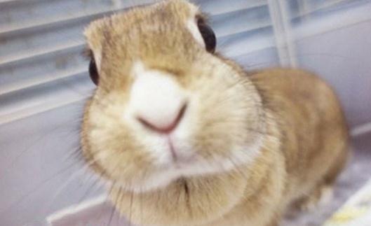 忌亷兔的簡介-忌亷兔的價格