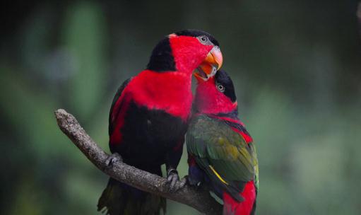 黑頂吸蜜鸚鵡的飼養方法黑頂吸蜜鸚鵡的價格