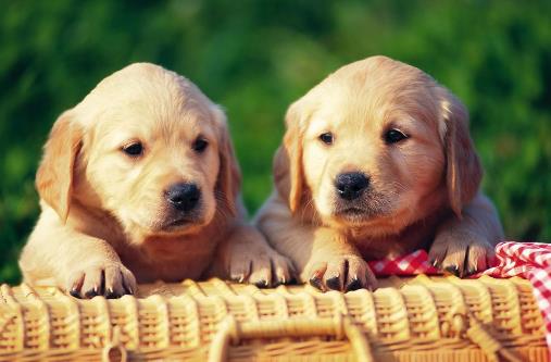 狗狗多大開始訓練？基礎訓練三個月開始