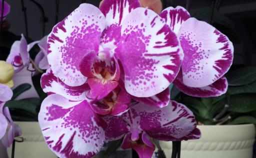 油煙機的廢油也是養花好肥料好用的養花竅門盤點