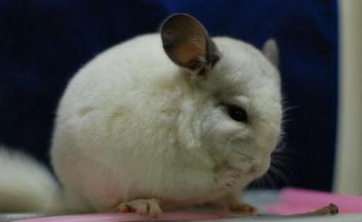 純白龍貓怎麼養？純白龍貓的特點