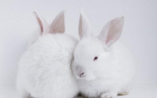 哈爾濱大白兔怎麼養？哈白兔的養殖方法
