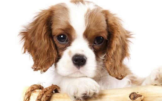 狗發生特殊情况受傷狗的急救與護理常識