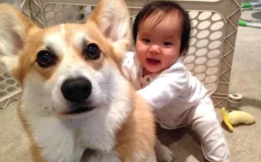 糾正狗狗壞習慣訓練方法使你的狗兒服從