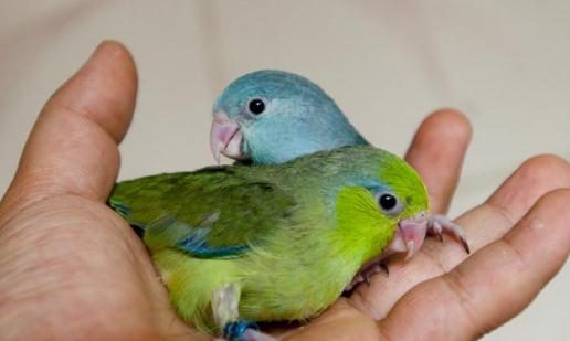 太平洋鸚鵡有什麼餵養要點？