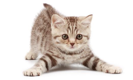 為何夏天熱猫咪不愛吃飯？