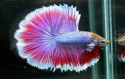 泰國鬥魚的簡介-泰國鬥魚的壽命