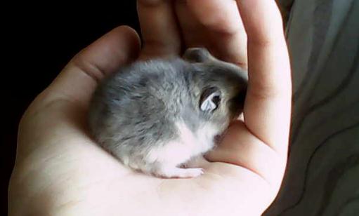 紫衣倉鼠怎麼養？紫衣倉鼠的品種