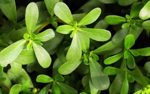 馬齒莧作用大花盆裏栽一棵觀賞食用都不錯