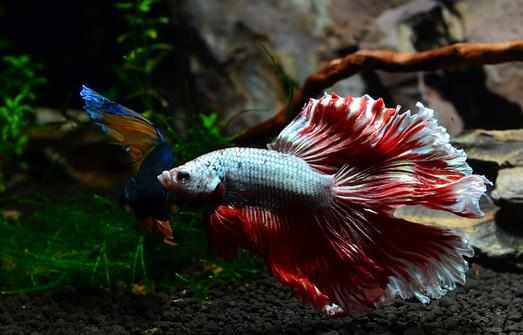 泰國鬥魚怎麼樣?泰國鬥魚的品種介紹