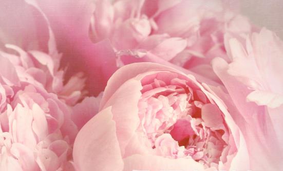 這4類花草養在家裡等於不要命