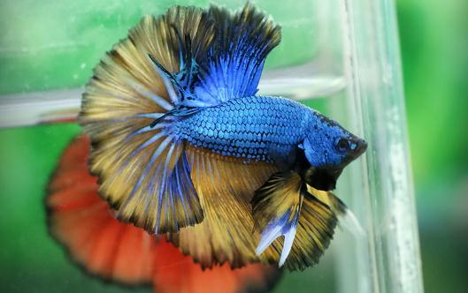 泰國鬥魚的風水學應用-泰國鬥魚的魚缸擺放位置