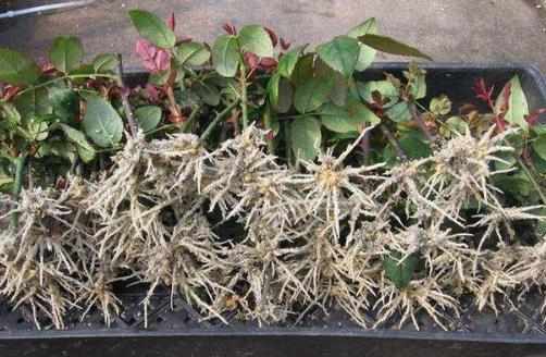 生根劑不用買，水裏撒點它們，多蔫的枝條，插個根就能活