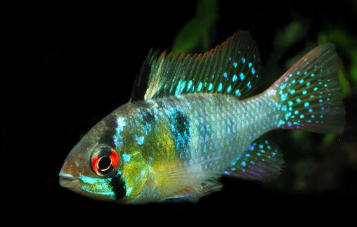 短鯛荷蘭鳳凰怎麼養?短鯛荷蘭鳳凰飼養環境