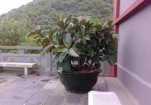 家裡有寶寶能養橡皮樹嗎?橡皮樹有毒嗎?