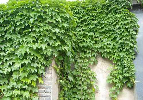爬山虎的養護方法-爬山虎對家居環境的作用