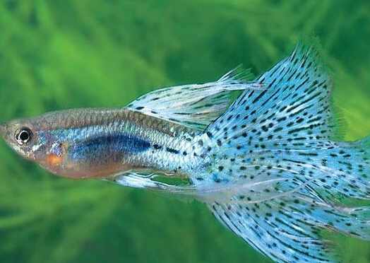 鳳尾魚怎麼養？鳳尾魚養殖的注意事項