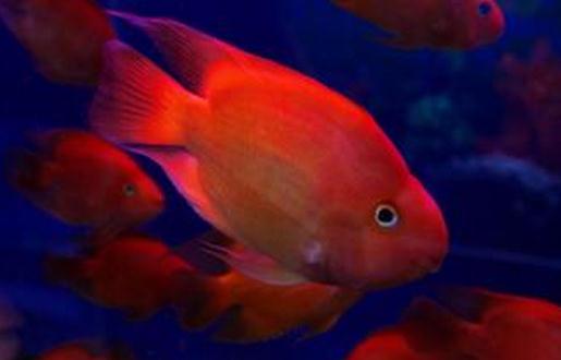 血紅鸚鵡怎麼養？血紅鸚鵡的常見病