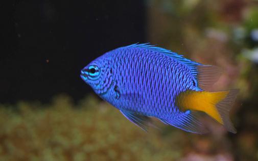 帝王藍魚的價值-帝王藍魚飼養環境