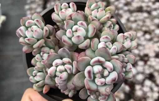 多肉十大美人系列胖成球的最好看