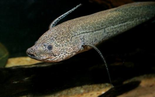 非洲肺魚的簡介-非洲肺魚的特徵