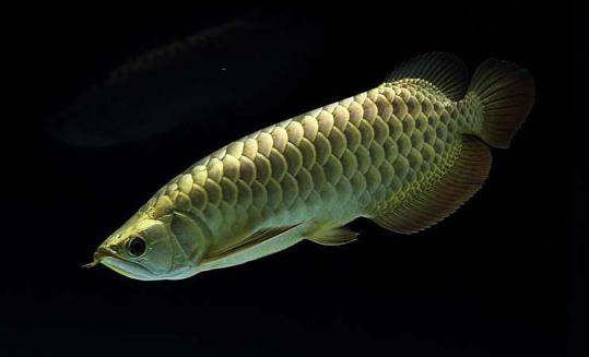 背金龍魚怎麼養？背金龍魚的飼養環境