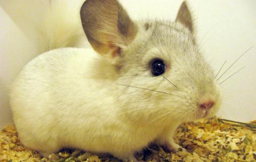 粉白龍貓怎麼養？粉白龍貓的價格