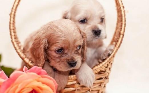 你的狗鼻子幹了應該擔心鼻子幹往往是生病的前兆