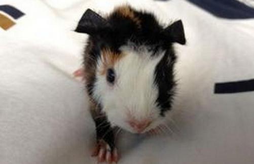 緞毛白色鳳冠天竺鼠要怎麼養？