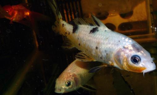 錦鯉魚的基本介紹-錦鯉魚如何養護？