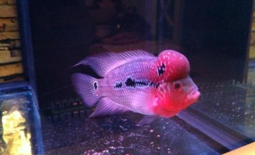 紅運當頭羅漢魚怎麼養?紅運當頭羅漢魚價格