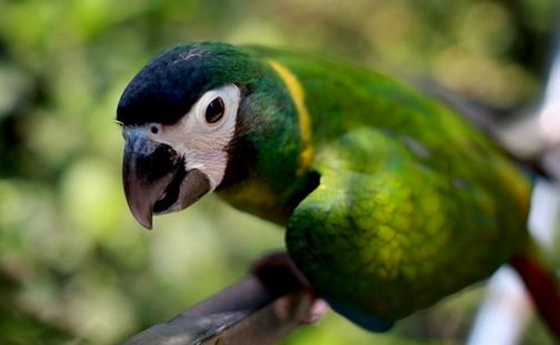 金領金剛鸚鵡的簡介金領金剛鸚鵡的產地