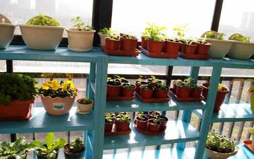 都市家庭陽臺養花給花提供一個適合生長的環境
