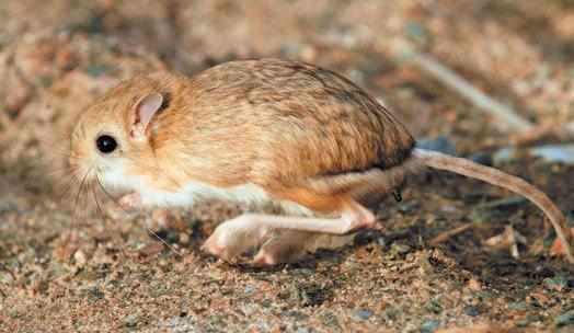 跳鼠是怎樣的？跳鼠的品種