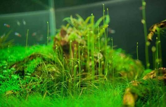 水草是什麼？水草的種類和特徵