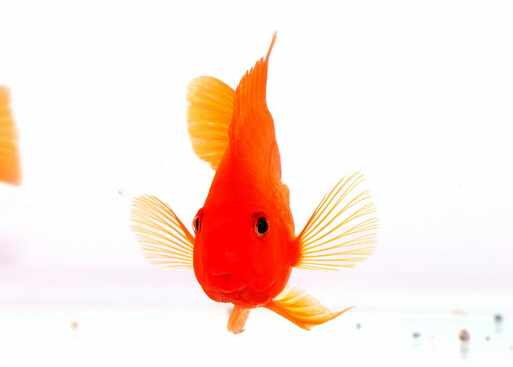 血鸚鵡怎麼養？血鸚鵡有什麼特性？