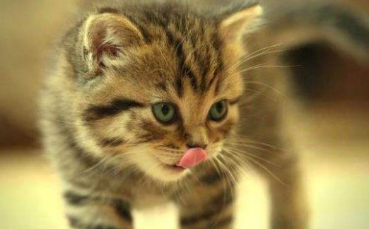 猫爪子上秘密知識喵喵的肉球是有味道的