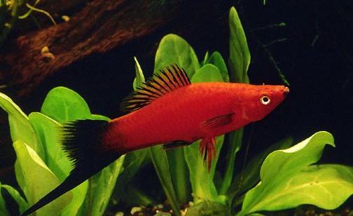 紅劍魚的簡介-紅劍魚的特徵