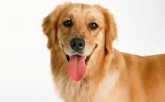 狗狗總是亂咬怎麼辦？教你給狗狗挑選玩具